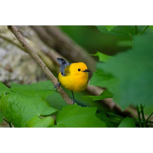 Ditto, Larry 아티스트의 Prothonotary Warbler-Prothonotary citrea-flying작품입니다.